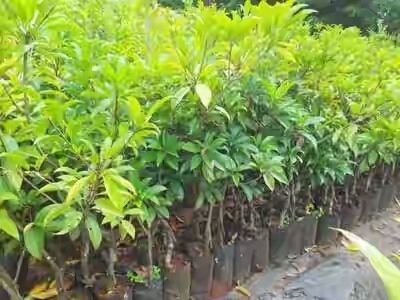Thai Chikoo Plants (Rs. 25 / 1 Piece)