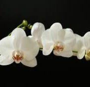 5N White Orchids Plant