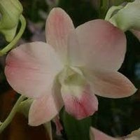 Airy Peach Orchids Plant