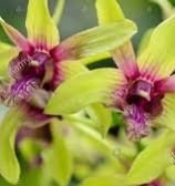 Burana Jade Orchids Plant