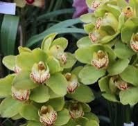 Green Orchids Plant