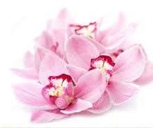 Pink Orchids Plant