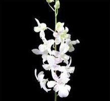 Sanan White Orchids Plant