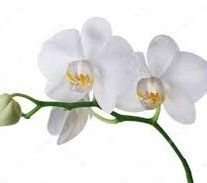 White Purity Orchids Plant