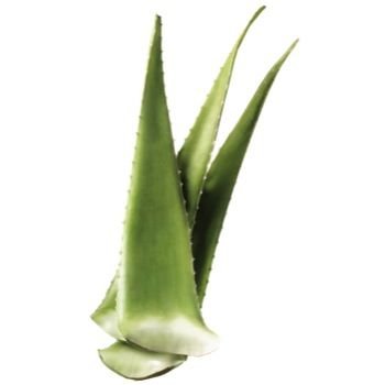 Aloe Vera Leaves 01