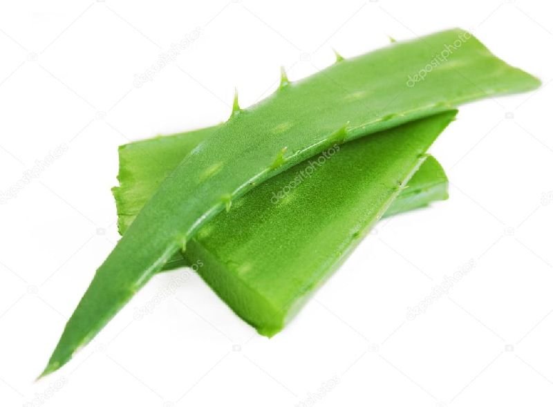 Aloe Vera Leaves 03