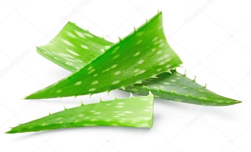 Aloe Vera Leaves 04