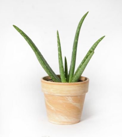 Aloe Vera Plant 01