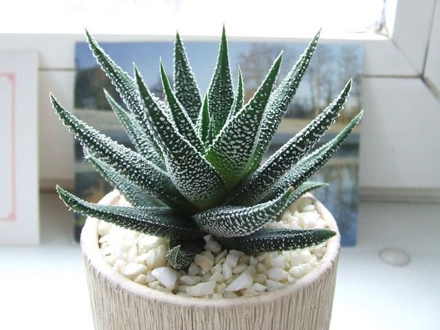 Aloe Vera Plant 02