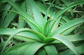 Aloe Vera Leaf 01