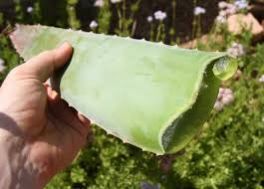 Aloe Vera Leaf 03