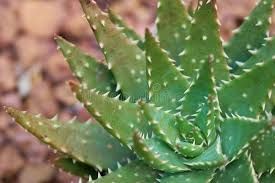 Aloe Vera Leaf 04