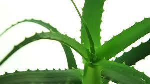 Aloe Vera Leaf 08