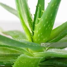 Aloe Vera Leaf 09