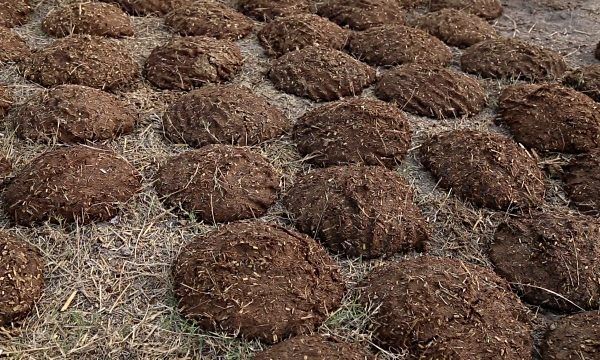 Cow Dung 01