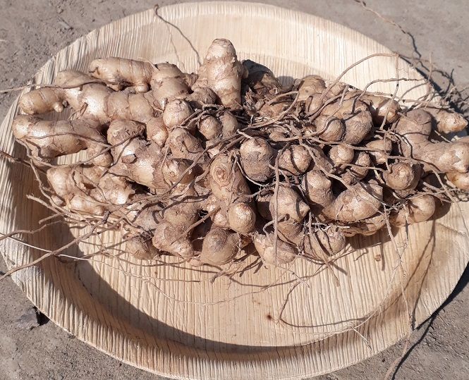 Fresh Amada (Mango Ginger)