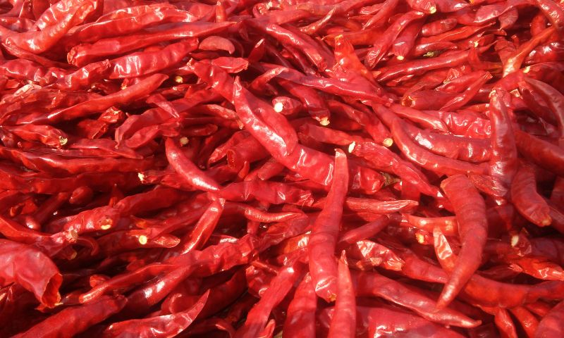 Dry Red Chilli 01