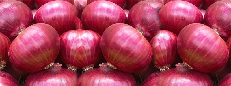 Fresh Onion 04