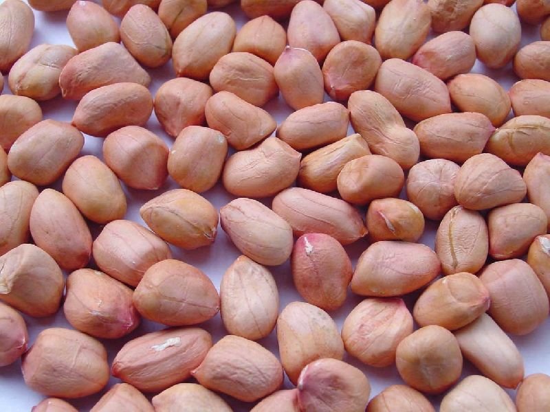 Indian Groundnut 01
