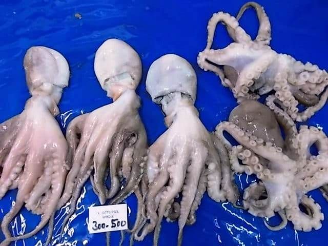 CF SA 16 - Frozen Octopus