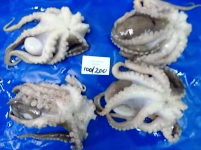 CF SA 11 - Frozen Octopus