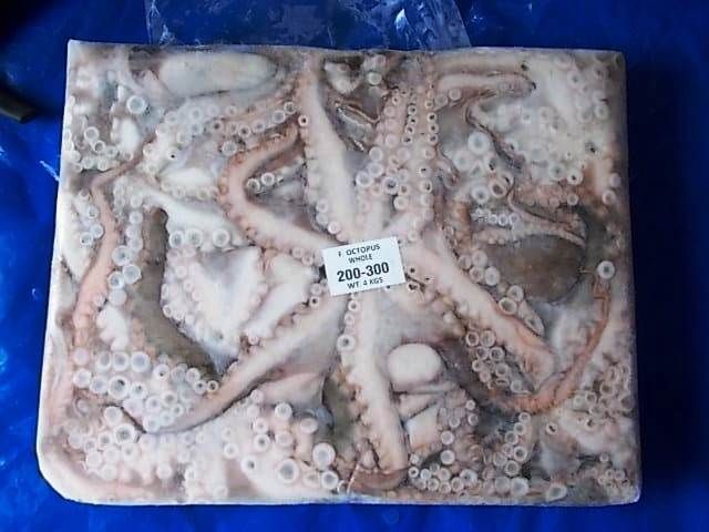 CF SA 5 - Frozen Octopus