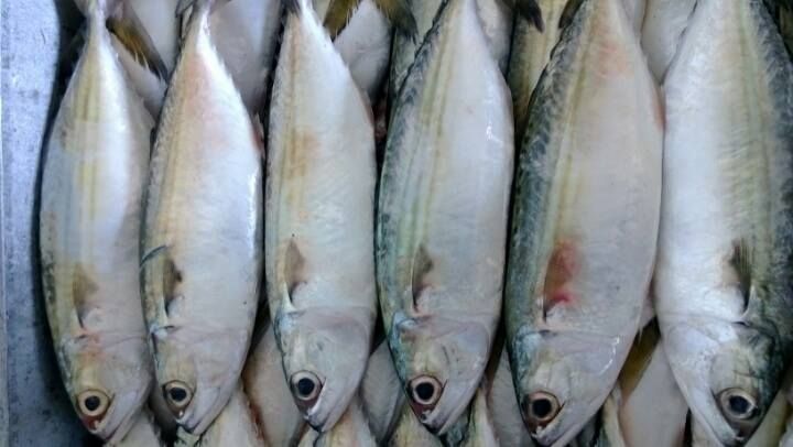 Frozen Indian Mackerel 02