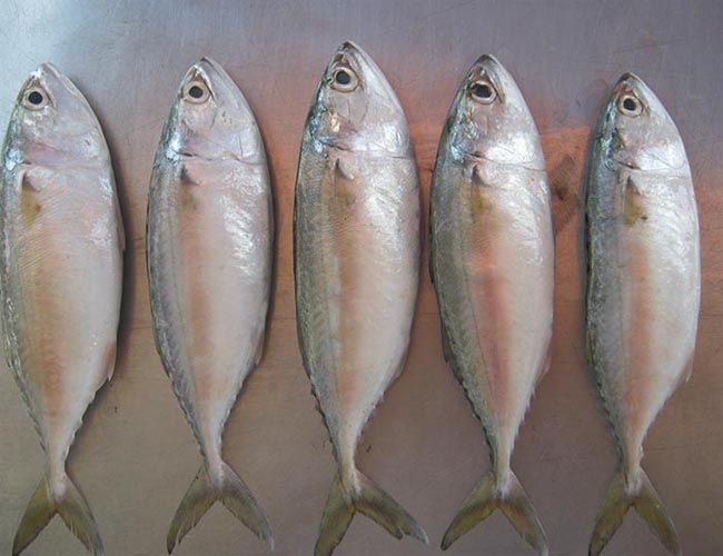 Frozen Indian Mackerel 03