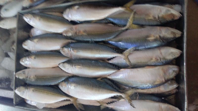 Frozen Indian Mackerel 04