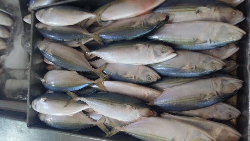 Frozen Indian Mackerel 06