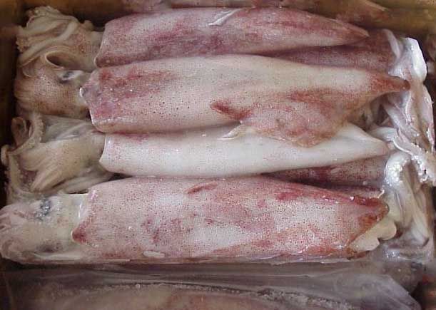 Frozen Squid 01