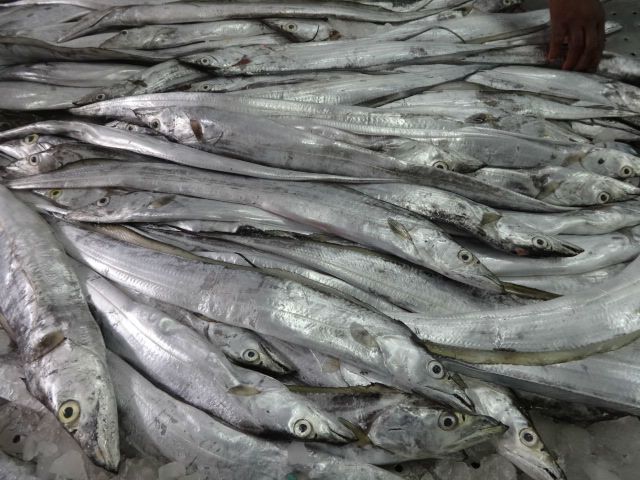 RF3 - Frozen Ribbon Fish