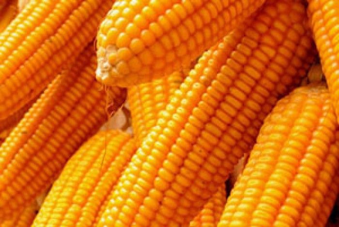 Maize 03