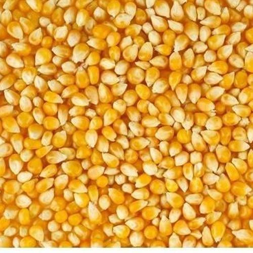 Maize 04
