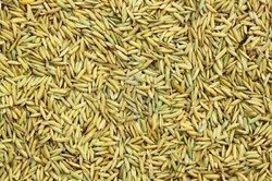 Paddy Seeds 01
