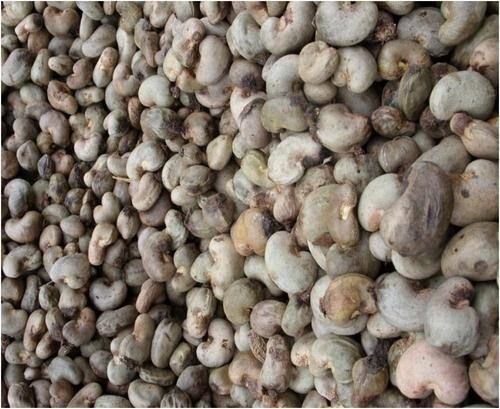 Raw Cashew Nut 02