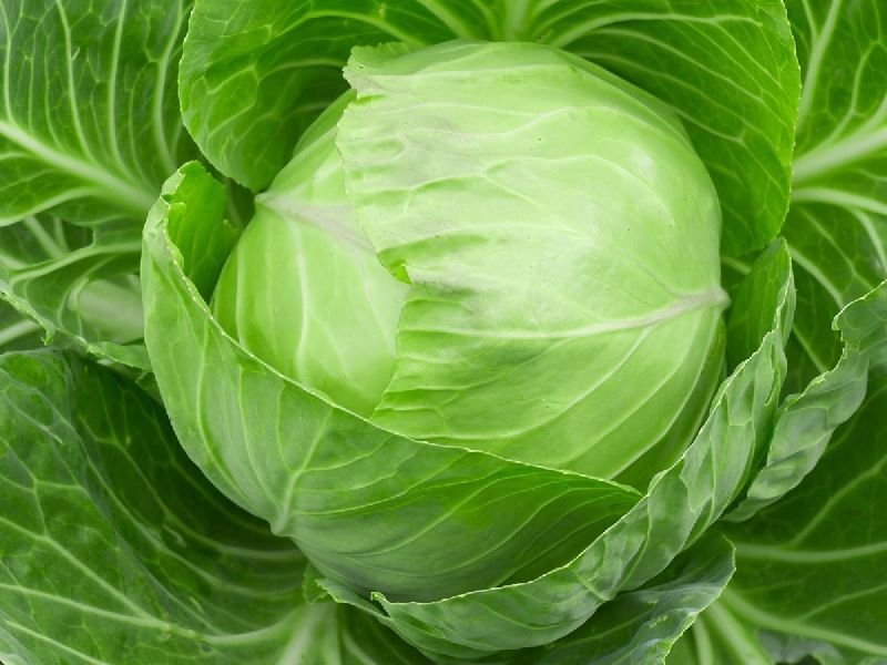 Fresh Cabbage 01