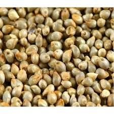 Pearl Millet 01