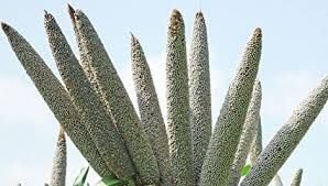 Pearl Millet 03