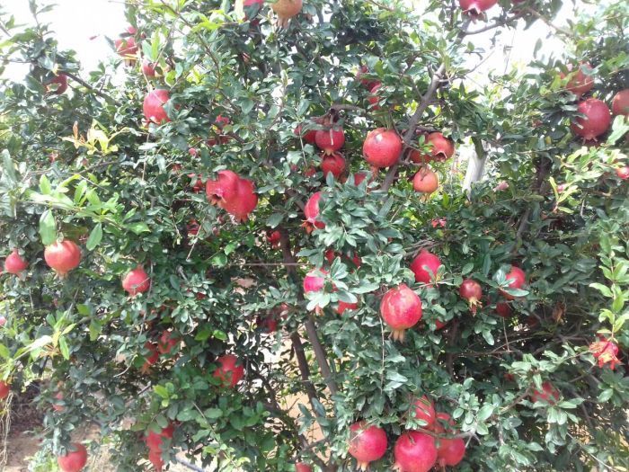 Fresh Pomegranate 04