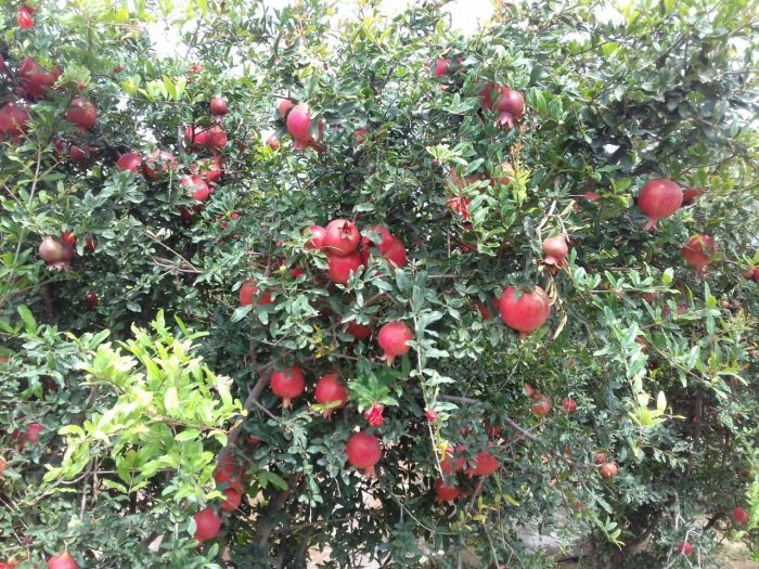 Fresh Pomegranate 05