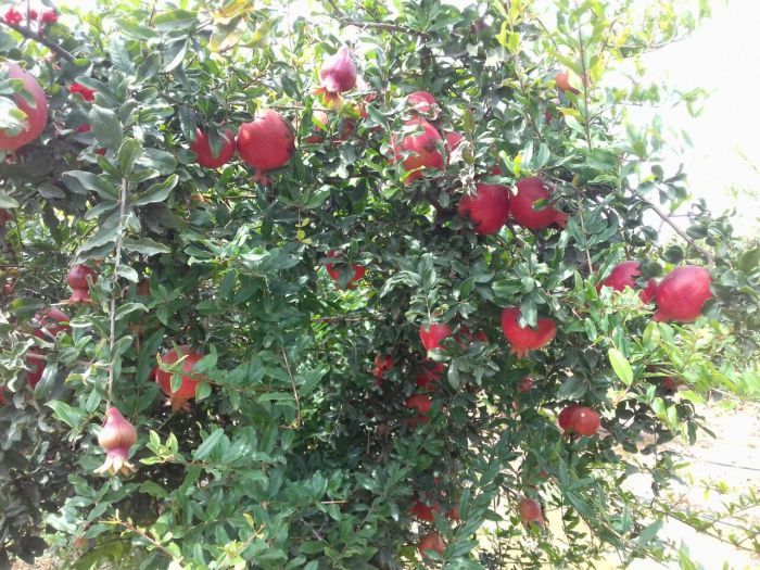 Fresh Pomegranate 06
