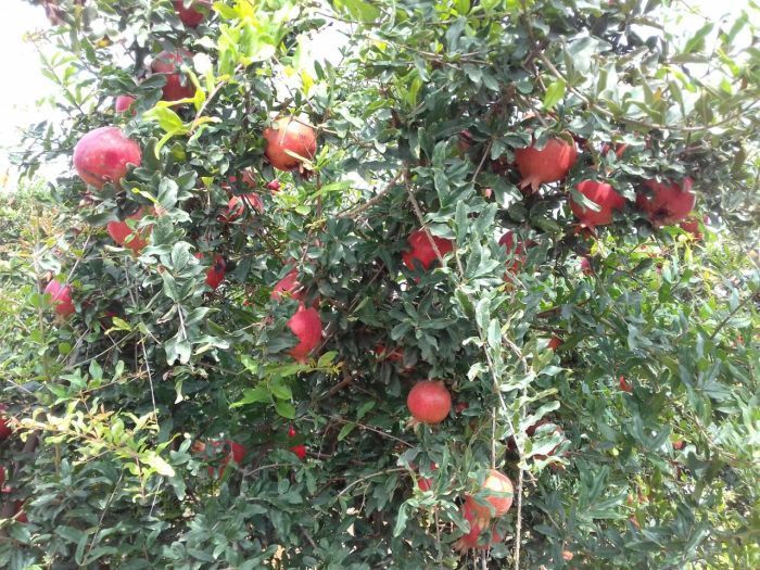 Fresh Pomegranate 07