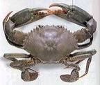 Mud Crabs 02