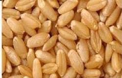 Sortex Wheat 01