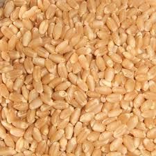 Sortex Wheat 02