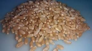 Sortex Wheat 03