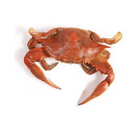 1 Kg Machchhi Paani Crab