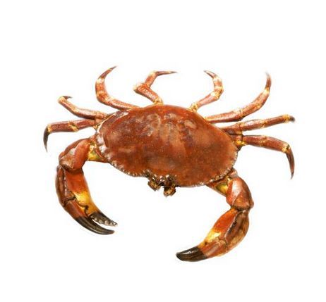 Diwann Best Quality Fresh Crab