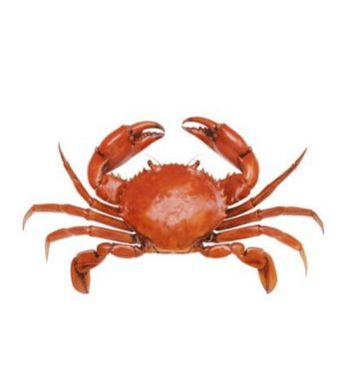 Ennia Best Quality Frozen Crab